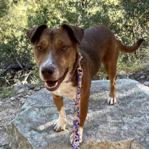 Picture of Carmelita