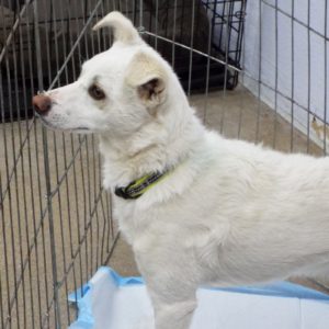 Picture of Casper