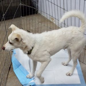Picture of Casper