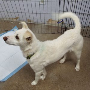 Picture of Casper