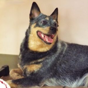 Picture of Cassie