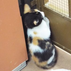 Picture of Cheyenne