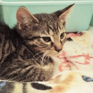 Picture of Clover