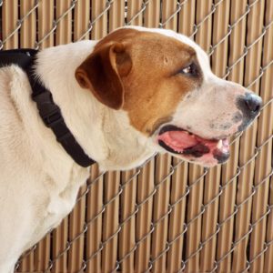 Picture of Copper