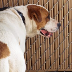 Picture of Copper
