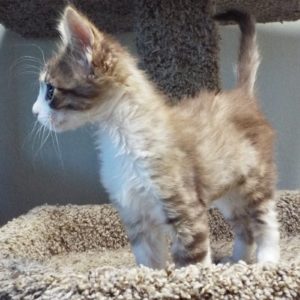Picture of Copper