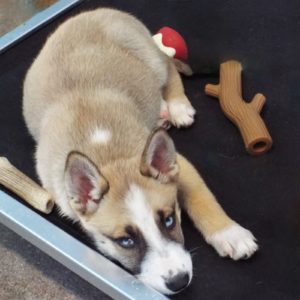 Picture of Cranberry