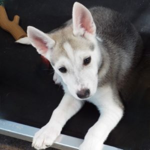 Picture of Crisper