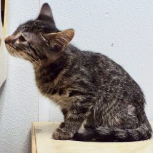 Picture of Dandelion