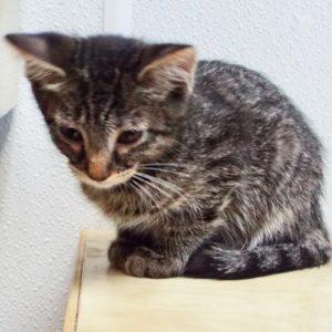 Picture of Dandelion