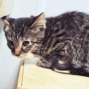 Picture of Dandelion