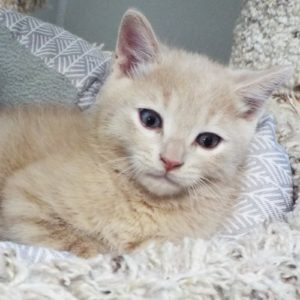 Picture of Eggnog