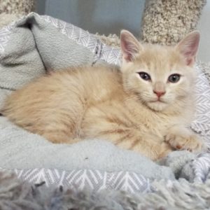 Picture of Eggnog