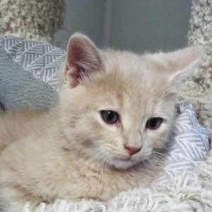 Picture of Eggnog