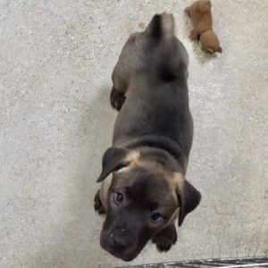 Picture of Juniper