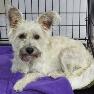 Picture of Kringle