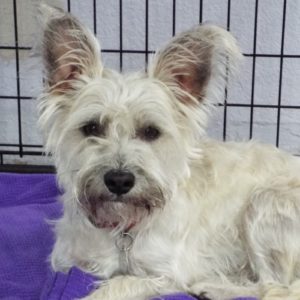 Picture of Kringle