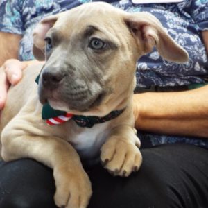 Picture of Lennox