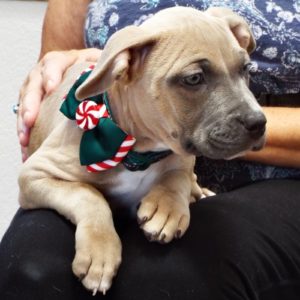 Picture of Lennox