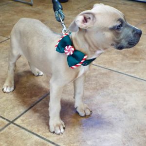 Picture of Lennox