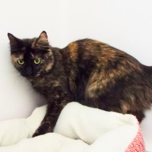 Picture of Mena