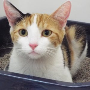 Picture of Mittens
