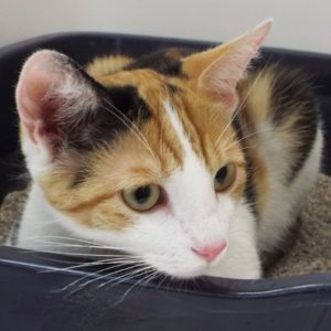 Picture of Mittens