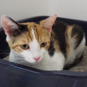 Picture of Mittens