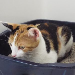 Picture of Mittens