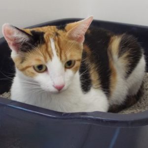 Picture of Mittens