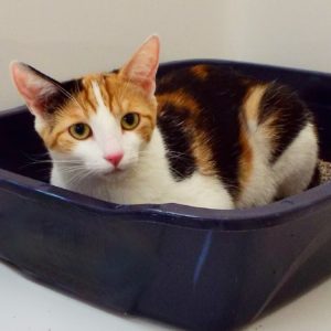 Picture of Mittens