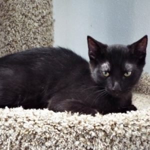 Picture of Mocha