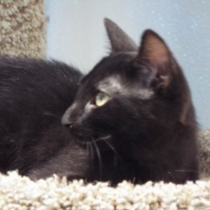 Picture of Mocha