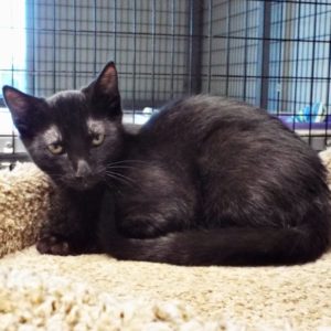 Picture of Mocha