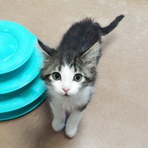 Picture of Nickel