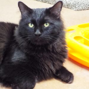 Picture of Pookie