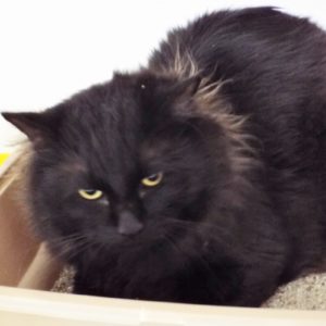 Picture of Pookie