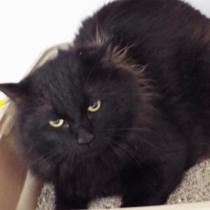 Picture of Pookie