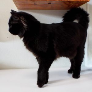 Picture of Pookie