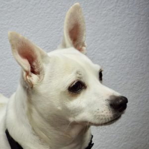 Picture of Raider