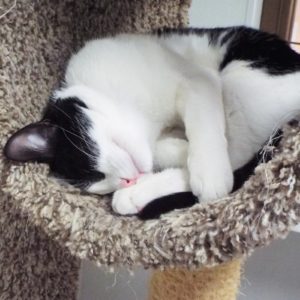 Picture of Rascal