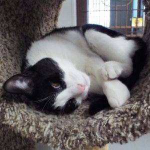 Picture of Rascal