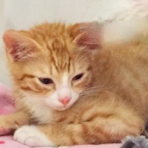Picture of Snuggy