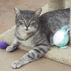 Picture of Tinsel