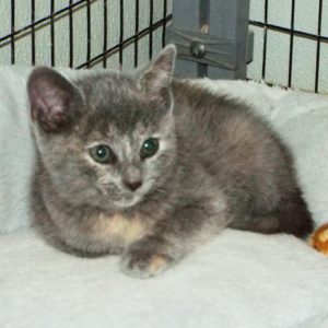 Picture of Tinsel