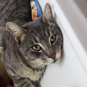 Picture of Tinsel