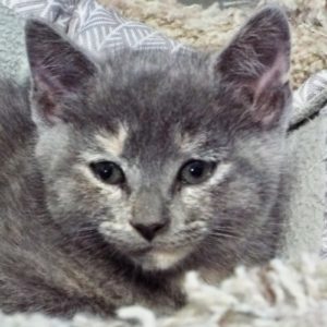 Picture of Twinkle