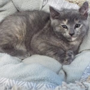 Picture of Twinkle