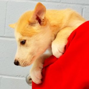 Picture of Yammy