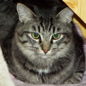 Picture of Ace
